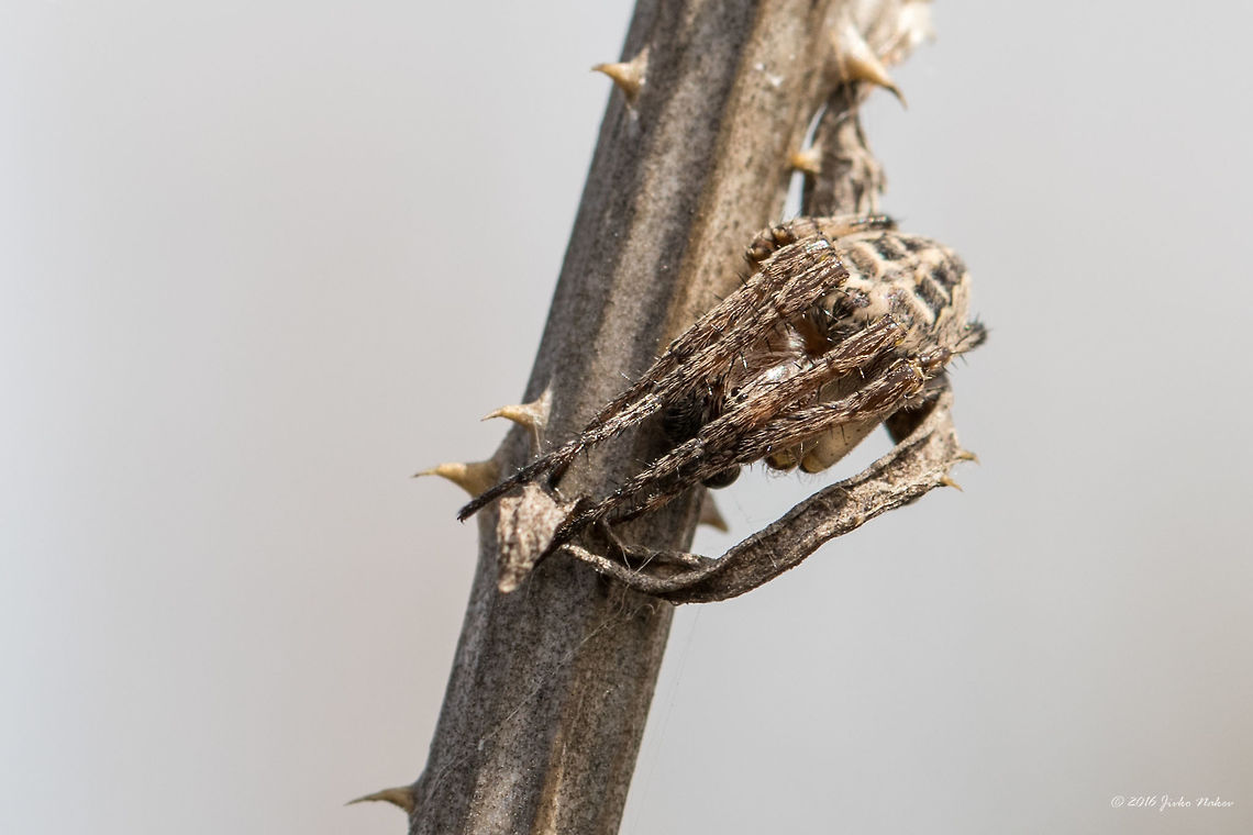 Furrow Orb Weaver on a dry thisle stolk Furrow Orb Spider - Larinioides cornutus<br />
This spider hanged on a thin web between two dry thisle stalks. I wanted to photograph her, but she felt the movement of air and quickly moved to the stem, where stood still mimicking dry thorns. I touched her gently, but she pretended to be dead. I did it again - no response - as dead. Then I pushed harder and she hung on a thin web and quickly moved up back to the first dry leaf and again stood still. What a perfect camouflage!<br />
About 15 mm long. Spotted at Ognyanovo Dam near Sofia.<br />
<figure class="photo"><a href="https://www.jungledragon.com/image/37729/furrow_orb_weaver_on_a_dry_thisle_stolk.html" title="Furrow Orb Weaver on a dry thisle stolk"><img src="https://s3.amazonaws.com/media.jungledragon.com/images/1332/37729_thumb.jpg?AWSAccessKeyId=05GMT0V3GWVNE7GGM1R2&Expires=1767225610&Signature=OHC90vBzftG%2BcU55o1lNbafV4ng%3D" width="102" height="152" alt="Furrow Orb Weaver on a dry thisle stolk Furrow Orb Spider - Larinioides cornutus<br />
This spider hanged on a thin web between two dry thisle stalks. I wanted to photograph her, but she felt the movement of air and quickly moved to the stem, where stood still mimicking dry thorns. I touched her gently, but she pretended to be dead. I did it again - no response - as dead. Then I pushed harder and she hung on a thin web and quickly moved up back to the first dry leaf and again stood still. What a perfect camouflage!<br />
About 15 mm long. Spotted at Ognyanovo Dam near Sofia.<br />
http://www.jungledragon.com/image/37728/furrow_orb_weaver_on_a_dry_thisle_stolk.html<br />
http://www.jungledragon.com/image/37730/furrow_orb_weaver_on_a_dry_thisle_stolk.html Animal,Animalia,Arachnida,Araneae,Araneidae,Arthropoda,Bulgaria,Europe,Furrow orb weaver,Geotagged,Larinioides cornutus,Nature,Ognyanovo dam,Orb-weaver,Sofia,Spiders,Spring,Wildlife" /></a></figure><br />
<figure class="photo"><a href="https://www.jungledragon.com/image/37730/furrow_orb_weaver_on_a_dry_thisle_stolk.html" title="Furrow Orb Weaver on a dry thisle stolk"><img src="https://s3.amazonaws.com/media.jungledragon.com/images/1332/37730_thumb.jpg?AWSAccessKeyId=05GMT0V3GWVNE7GGM1R2&Expires=1767225610&Signature=3YWsv5UgIt9wcRq9clyEGNAwTkY%3D" width="200" height="134" alt="Furrow Orb Weaver on a dry thisle stolk Furrow Orb Spider - Larinioides cornutus<br />
This spider hanged on a thin web between two dry thisle stalks. I wanted to photograph her, but she felt the movement of air and quickly moved to the stem, where stood still mimicking dry thorns. I touched her gently, but she pretended to be dead. I did it again - no response - as dead. Then I pushed harder and she hung on a thin web and quickly moved up back to the first dry leaf and again stood still. What a perfect camouflage!<br />
About 15 mm long. Spotted at Ognyanovo Dam near Sofia.<br />
http://www.jungledragon.com/image/37729/furrow_orb_weaver_on_a_dry_thisle_stolk.html<br />
http://www.jungledragon.com/image/37728/furrow_orb_weaver_on_a_dry_thisle_stolk.html Animal,Animalia,Arachnida,Araneae,Araneidae,Arthropoda,Bulgaria,Europe,Furrow orb weaver,Geotagged,Larinioides cornutus,Nature,Ognyanovo dam,Orb-weaver,Sofia,Spiders,Spring,Wildlife" /></a></figure> Animal,Animalia,Arachnida,Araneae,Araneidae,Arthropoda,Bulgaria,Europe,Furrow orb weaver,Geotagged,Larinioides cornutus,Nature,Ognyanovo dam,Orb-weaver,Sofia,Spiders,Spring,Wildlife