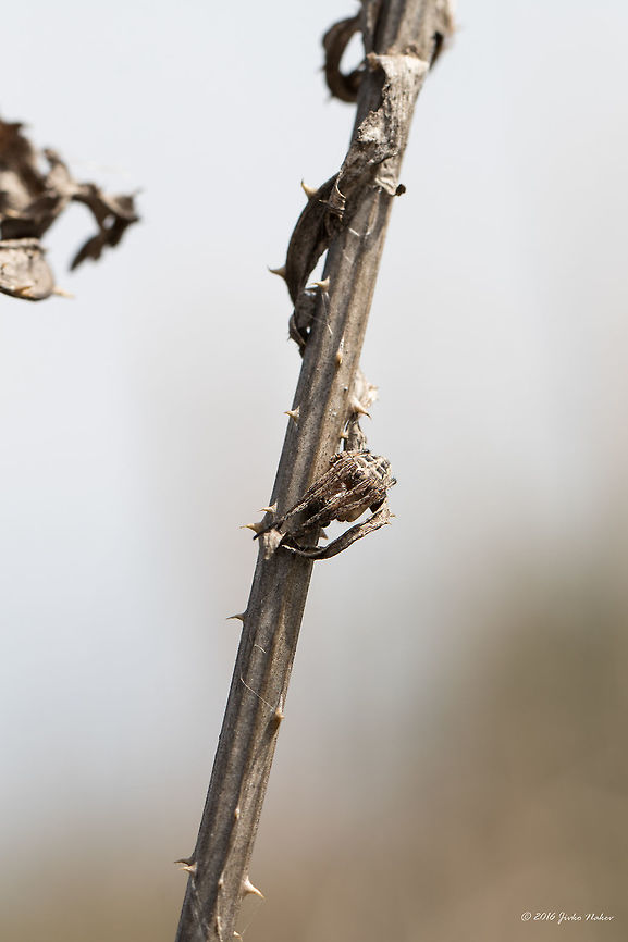Furrow Orb Weaver on a dry thisle stolk Furrow Orb Spider - Larinioides cornutus<br />
This spider hanged on a thin web between two dry thisle stalks. I wanted to photograph her, but she felt the movement of air and quickly moved to the stem, where stood still mimicking dry thorns. I touched her gently, but she pretended to be dead. I did it again - no response - as dead. Then I pushed harder and she hung on a thin web and quickly moved up back to the first dry leaf and again stood still. What a perfect camouflage!<br />
About 15 mm long. Spotted at Ognyanovo Dam near Sofia.<br />
<figure class="photo"><a href="https://www.jungledragon.com/image/37728/furrow_orb_weaver_on_a_dry_thisle_stolk.html" title="Furrow Orb Weaver on a dry thisle stolk"><img src="https://s3.amazonaws.com/media.jungledragon.com/images/1332/37728_thumb.jpg?AWSAccessKeyId=05GMT0V3GWVNE7GGM1R2&Expires=1759968010&Signature=x7r1e9%2FY%2Fvb%2F%2FV7KvGzA6xE564U%3D" width="200" height="134" alt="Furrow Orb Weaver on a dry thisle stolk Furrow Orb Spider - Larinioides cornutus<br />
This spider hanged on a thin web between two dry thisle stalks. I wanted to photograph her, but she felt the movement of air and quickly moved to the stem, where stood still mimicking dry thorns. I touched her gently, but she pretended to be dead. I did it again - no response - as dead. Then I pushed harder and she hung on a thin web and quickly moved up back to the first dry leaf and again stood still. What a perfect camouflage!<br />
About 15 mm long. Spotted at Ognyanovo Dam near Sofia.<br />
http://www.jungledragon.com/image/37729/furrow_orb_weaver_on_a_dry_thisle_stolk.html<br />
http://www.jungledragon.com/image/37730/furrow_orb_weaver_on_a_dry_thisle_stolk.html Animal,Animalia,Arachnida,Araneae,Araneidae,Arthropoda,Bulgaria,Europe,Furrow orb weaver,Geotagged,Larinioides cornutus,Nature,Ognyanovo dam,Orb-weaver,Sofia,Spiders,Spring,Wildlife" /></a></figure><br />
<figure class="photo"><a href="https://www.jungledragon.com/image/37730/furrow_orb_weaver_on_a_dry_thisle_stolk.html" title="Furrow Orb Weaver on a dry thisle stolk"><img src="https://s3.amazonaws.com/media.jungledragon.com/images/1332/37730_thumb.jpg?AWSAccessKeyId=05GMT0V3GWVNE7GGM1R2&Expires=1759968010&Signature=8kQUUno48XnLOji2AYjcWfa88Lk%3D" width="200" height="134" alt="Furrow Orb Weaver on a dry thisle stolk Furrow Orb Spider - Larinioides cornutus<br />
This spider hanged on a thin web between two dry thisle stalks. I wanted to photograph her, but she felt the movement of air and quickly moved to the stem, where stood still mimicking dry thorns. I touched her gently, but she pretended to be dead. I did it again - no response - as dead. Then I pushed harder and she hung on a thin web and quickly moved up back to the first dry leaf and again stood still. What a perfect camouflage!<br />
About 15 mm long. Spotted at Ognyanovo Dam near Sofia.<br />
http://www.jungledragon.com/image/37729/furrow_orb_weaver_on_a_dry_thisle_stolk.html<br />
http://www.jungledragon.com/image/37728/furrow_orb_weaver_on_a_dry_thisle_stolk.html Animal,Animalia,Arachnida,Araneae,Araneidae,Arthropoda,Bulgaria,Europe,Furrow orb weaver,Geotagged,Larinioides cornutus,Nature,Ognyanovo dam,Orb-weaver,Sofia,Spiders,Spring,Wildlife" /></a></figure> Animal,Animalia,Arachnida,Araneae,Araneidae,Arthropoda,Bulgaria,Europe,Furrow orb weaver,Geotagged,Larinioides cornutus,Nature,Ognyanovo dam,Orb-weaver,Sofia,Spiders,Spring,Wildlife