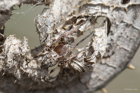 Furrow Orb Weaver on a dry thisle stolk Furrow Orb Spider - Larinioides cornutus
This spider hanged on a thin web between two dry thisle stalks. I wanted to photograph her, but she felt the movement of air and quickly moved to the stem, where stood still mimicking dry thorns. I touched her gently, but she pretended to be dead. I did it again - no response - as dead. Then I pushed harder and she hung on a thin web and quickly moved up back to the first dry leaf and again stood still. What a perfect camouflage!
About 15 mm long. Spotted at Ognyanovo Dam near Sofia.
http://www.jungledragon.com/image/37729/furrow_orb_weaver_on_a_dry_thisle_stolk.html
http://www.jungledragon.com/image/37728/furrow_orb_weaver_on_a_dry_thisle_stolk.html Animal,Animalia,Arachnida,Araneae,Araneidae,Arthropoda,Bulgaria,Europe,Furrow orb weaver,Geotagged,Larinioides cornutus,Nature,Ognyanovo dam,Orb-weaver,Sofia,Spiders,Spring,Wildlife