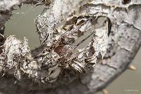 Furrow Orb Weaver on a dry thisle stolk Furrow Orb Spider - Larinioides cornutus<br />
This spider hanged on a thin web between two dry thisle stalks. I wanted to photograph her, but she felt the movement of air and quickly moved to the stem, where stood still mimicking dry thorns. I touched her gently, but she pretended to be dead. I did it again - no response - as dead. Then I pushed harder and she hung on a thin web and quickly moved up back to the first dry leaf and again stood still. What a perfect camouflage!<br />
About 15 mm long. Spotted at Ognyanovo Dam near Sofia.<br />
http://www.jungledragon.com/image/37729/furrow_orb_weaver_on_a_dry_thisle_stolk.html<br />
http://www.jungledragon.com/image/37728/furrow_orb_weaver_on_a_dry_thisle_stolk.html Animal,Animalia,Arachnida,Araneae,Araneidae,Arthropoda,Bulgaria,Europe,Furrow orb weaver,Geotagged,Larinioides cornutus,Nature,Ognyanovo dam,Orb-weaver,Sofia,Spiders,Spring,Wildlife