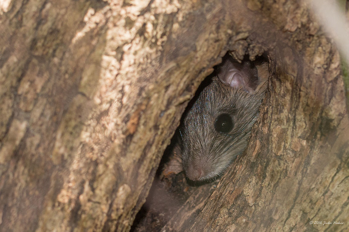 Field mouse - Apodemus sylvaticus Little mouse hiding in the hollow of an old tree in the garden Animal,Animalia,Apodemus sylvaticus,Chordata,Europe,Field mouse,Geotagged,Greece,Mammalia,Muridae,Nature,Rodentia,Spring,Thasos Island,Wildlife,Wood mouse,mammals