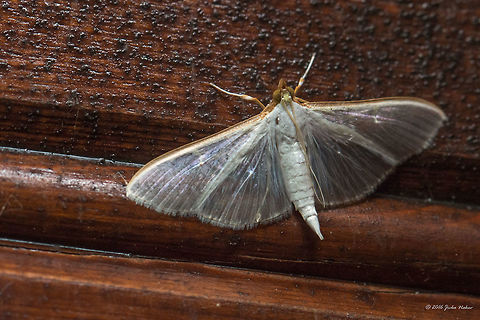 Jasmine moth - Palpita vitrealis  Animal,Animalia,Arthropoda,Crambidae,Europe,Geotagged,Greece,Insect,Insecta,Jasmine Moth,Lepidoptera,Nature,Palpita vitrealis,Spring,Thasos Island,Wildlife