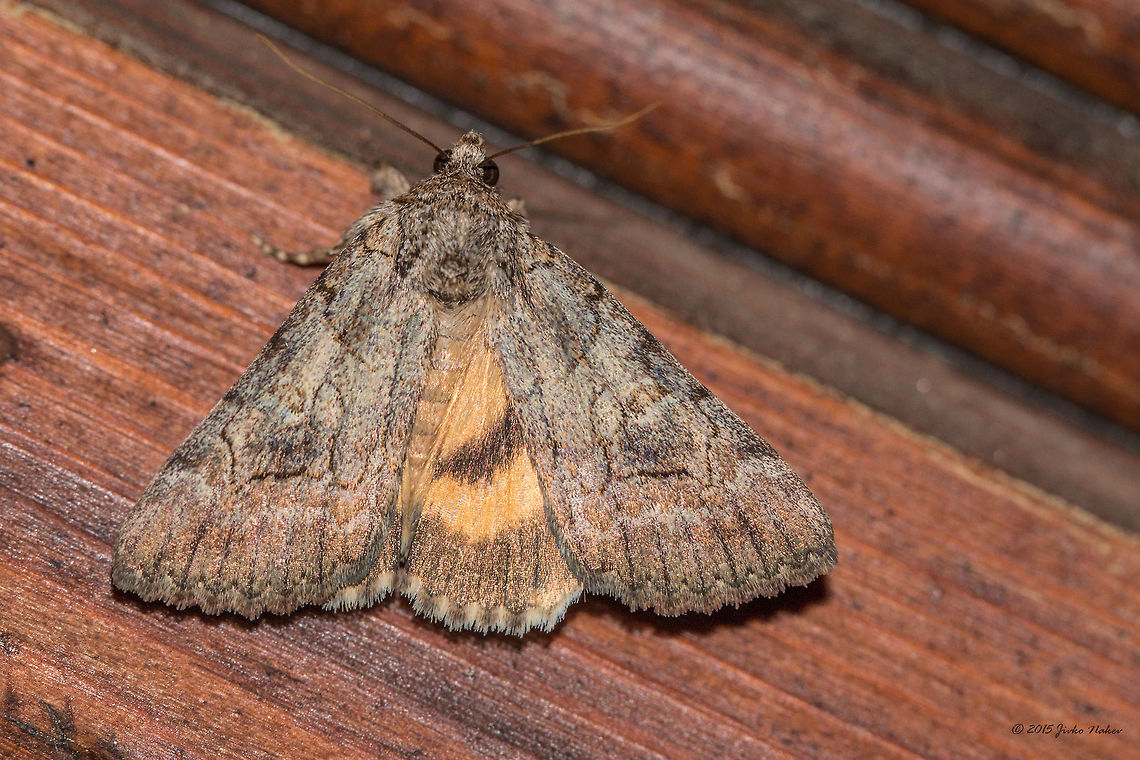 Underwing moth - Catocala eutychea Spotted on Thasos island, attracted by lamp lights during a garden party. Animal,Animalia,Arthropoda,Catocala eutychea,Erebidae,Europe,Geotagged,Greece,Insect,Insecta,Lepidoptera,Nature,Noctuidae,Spring,Thasos Island,Underwing moths,Wildlife