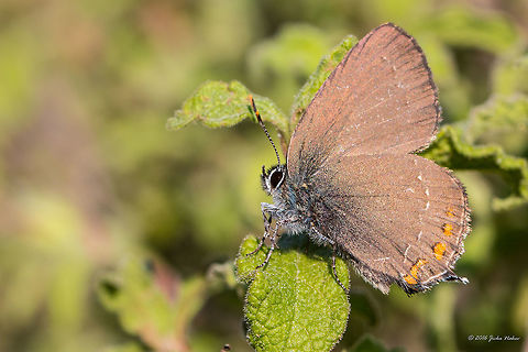 Ilex Hairstreak - Satyrium ilicis Spotted on Thasos island, Greece Animal,Animalia,Arthropoda,Geotagged,Greece,Ilex Hairstreak,Ilex hairstreak,Insect,Insecta,Lepidoptera,Lycaenidae,Nature,Satyrium ilicis,Spring,Thasos Island,Wildlife