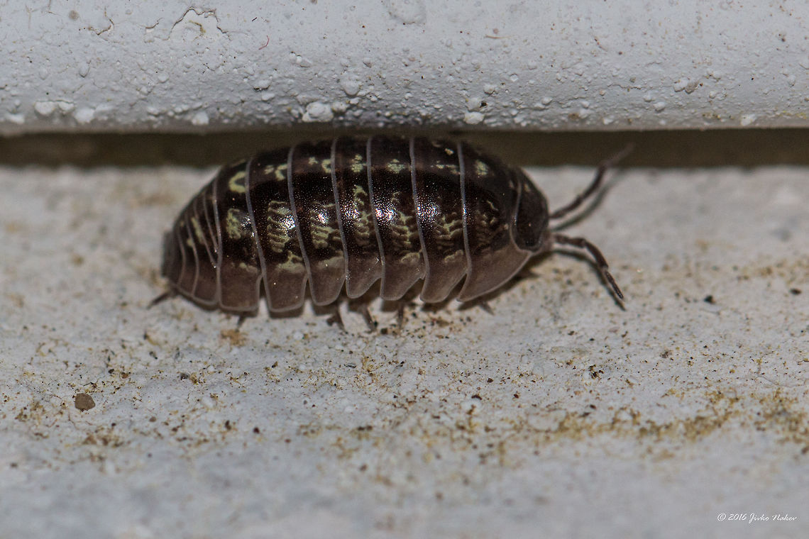Common woodlouse - Armadillidium vulgare Common pill woddlouse spotted in Thasos Island, Greece. About 12 mm long. Animal,Animalia,Armadillidiidae,Armadillidium vulgare,Arthropoda,Common Pill-bug,Common Woodlouse,Europe,Geotagged,Greece,Isopoda,Malacostraca,Nature,Spring,Thasos Island,Wildlife