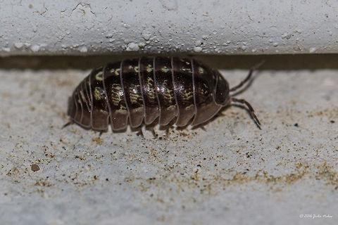 Common woodlouse - Armadillidium vulgare Common pill woddlouse spotted in Thasos Island, Greece. About 12 mm long. Animal,Animalia,Armadillidiidae,Armadillidium vulgare,Arthropoda,Common Pill-bug,Common Woodlouse,Europe,Geotagged,Greece,Isopoda,Malacostraca,Nature,Spring,Thasos Island,Wildlife