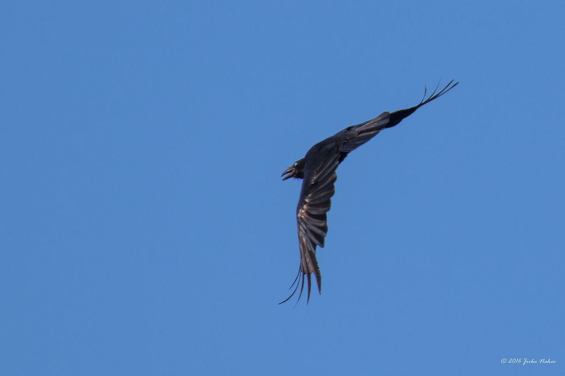 Common raven - Corvus corax Common raven - Corvus corax. Captured from quite a big distance - Thasos Island, Greece.. Animal,Animalia,Aves,Bird,Chordata,Common Raven,Common raven,Corvidae,Corvus corax,Europe,Geotagged,Greece,Nature,Northern raven,Passeriformes,Passerine,Spring,Thasos Island,Wildlife