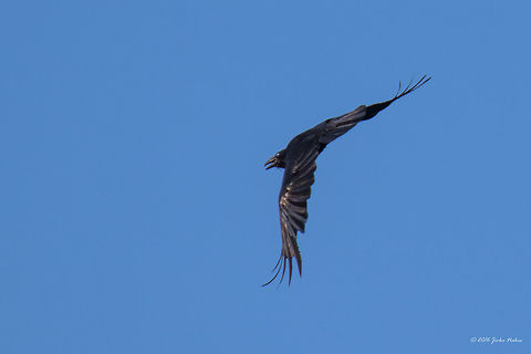 Common raven - Corvus corax Common raven - Corvus corax. Captured from quite a big distance - Thasos Island, Greece.. Animal,Animalia,Aves,Bird,Chordata,Common Raven,Common raven,Corvidae,Corvus corax,Europe,Geotagged,Greece,Nature,Northern raven,Passeriformes,Passerine,Spring,Thasos Island,Wildlife
