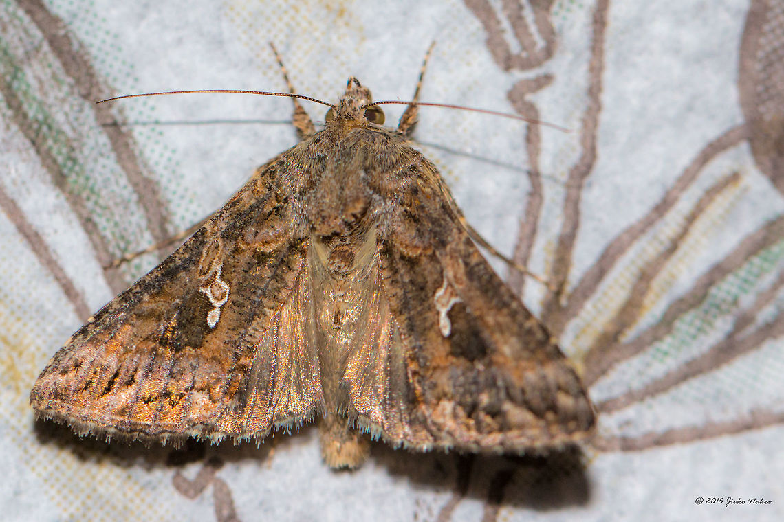 Plain Golden Y Moth - Autographa jota Spotted in Thasos Island - attracted by the lights during a garden party with plenty of Uzzo and Greek music. Animal,Animalia,Arthropoda,Autographa jota,Erebidae,Europe,Geotagged,Greece,Insect,Insecta,Lepidoptera,Moth Week 2018,Nature,Noctuidae,Owlet moth,Plain Golden Y Moth,Spring,Thasos Island,Wildlife