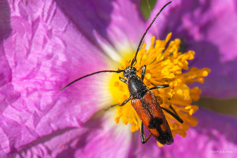 Longhorn leaf beetle - Stenurella bifasciata Thasos island, Greece
https://www.jungledragon.com/image/39120/longhorn_leaf_beetle_-_stenurella_bifasciata.html Animal,Animalia,Arthropoda,Cerambycidae,Coleoptera,Geotagged,Greece,Insect,Insecta,Longhorn beetle,Nature,Spring,Stenurella bifasciata,Wildlife