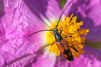 Longhorn leaf beetle - Stenurella bifasciata Thasos island, Greece<br />
https://www.jungledragon.com/image/39120/longhorn_leaf_beetle_-_stenurella_bifasciata.html Animal,Animalia,Arthropoda,Cerambycidae,Coleoptera,Geotagged,Greece,Insect,Insecta,Longhorn beetle,Nature,Spring,Stenurella bifasciata,Wildlife