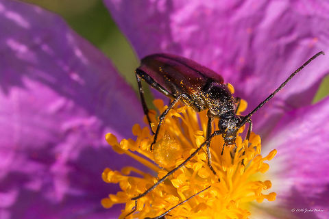 Longhorn leaf beetle - Stenurella bifasciata Thasos island, Greece
https://www.jungledragon.com/image/39119/longhorn_leaf_beetle_-_stenurella_bifasciata.html Animal,Animalia,Arthropoda,Cerambycidae,Coleoptera,Europe,Geotagged,Greece,Insect,Insecta,Longhorn beetle,Nature,Spring,Stenurella bifasciata,Thasos Island,Wildlife