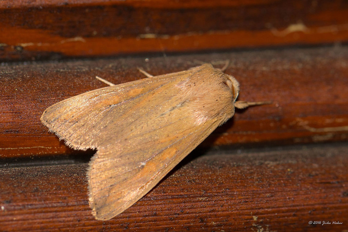 White-speck moth - Mythimna unipuncta Captured in Thasos island, Greece Animal,Animalia,Armyworm moth,Arthropoda,Erebidae,Europe,Geotagged,Greece,Insect,Insecta,Lepidoptera,Moth Week 2018,Mythimna unipuncta,Nature,Noctuidae,Owlet moth,Spring,Thasos Island,White-speck moth,Wildlife