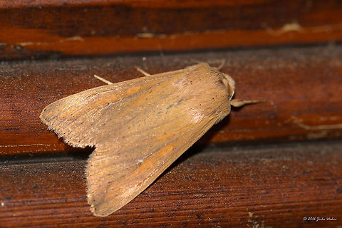 White-speck moth - Mythimna unipuncta Captured in Thasos island, Greece Animal,Animalia,Armyworm moth,Arthropoda,Erebidae,Europe,Geotagged,Greece,Insect,Insecta,Lepidoptera,Moth Week 2018,Mythimna unipuncta,Nature,Noctuidae,Owlet moth,Spring,Thasos Island,White-speck moth,Wildlife