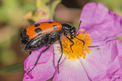 Four-spotted blister beetle on Cistus creticus - Mylabris quadripunctata Captured in Thasos island, Greece Animal,Animalia,Arthropoda,Blister beetles,Coleoptera,Europe,Four spotted blistser beetle,Geotagged,Greece,Insect,Insecta,Meloidae,Mylabris quadripunctata,Nature,Spring,Thasos Island,Wildlife