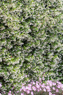 Star Jasmine - Trachelospermum jasminoides Thasos island, Greece Apocynaceae,Chinese star jessamine,Confederate jasmine,Eudicot,Europe,Flowering Plant,Gentianales,Geotagged,Greece,Magnoliophyta,Nature,Plantae,Spring,Thasos Island,Trachelospermum jasminoides,Wildlife,flower