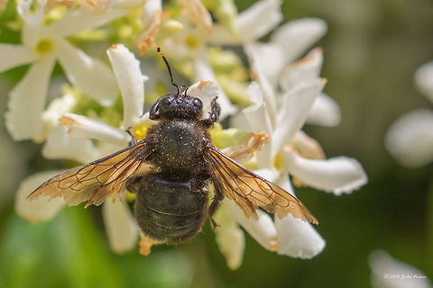 Carpenter bee - Xylocopa iris Thasos island, Greece Animal,Animalia,Apidae,Apoidea,Arthropoda,Carpenter bee,Europe,Geotagged,Greece,Hymenoptera,Insect,Insecta,Nature,Spring,Thasos Island,Wildlife,Xylocopa iris