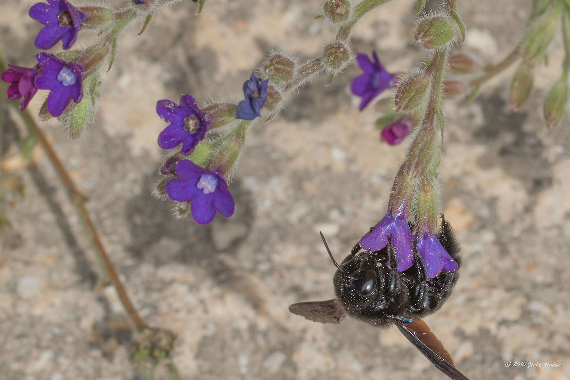Common bugloss - Anchusa officinalis Common bugloss with a carpenter bee, Xylocopa valga, feeding on it - Anchusa officinalis - Thasos island, Greece Alkanet,Anchusa officinalis,Animal,Animalia,Apidae,Apoidea,Arthropoda,Boraginales,Carpenter bee,Common bugloss,Eudicot,Europe,Flowering Plant,Greece,Hymenoptera,Insect,Insecta,Magnoliophyta,Nature,Plantae