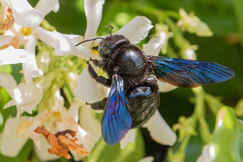 Carpenter bee - Xylocopa valga Thasos island, Greece. On field impossible to distinguish from X. violacea. Both species are reported from Thasos island. Animal,Animalia,Apidae,Apoidea,Arthropoda,Carpenter bee,Europe,Geotagged,Greece,Hymenoptera,Insect,Insecta,Nature,Spring,Thasos Island,Wildlife,Xylocopa valga