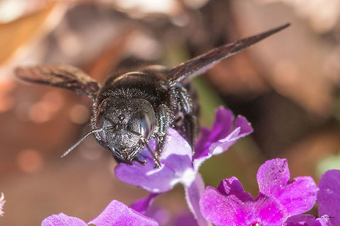Carpenter bee - Xylocopa valga Carpenter bee - Xylocopa valga Animal,Animalia,Apidae,Apoidea,Arthropoda,Carpenter bee,Europe,Geotagged,Greece,Hymenoptera,Insect,Insecta,Nature,Spring,Thasos Island,Wildlife,Xylocopa valga
