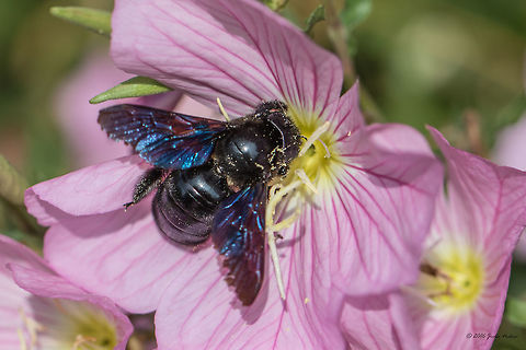 Carpenter bee - Xylocopa valga Carpenter bee - Xylocopa valga Animal,Animalia,Apidae,Apoidea,Arthropoda,Carpenter bee,Europe,Geotagged,Greece,Hymenoptera,Insect,Insecta,Nature,Spring,Thasos Island,Wildlife,Xylocopa valga