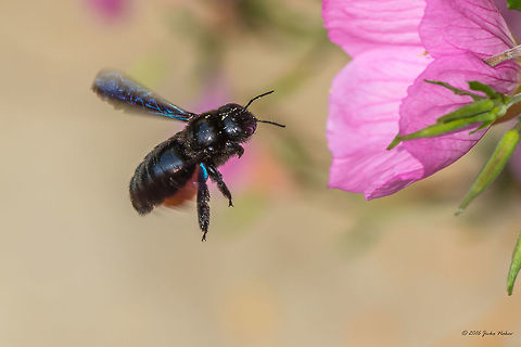 Carpenter bee - Xylocopa valga Carpenter bee - Xylocopa valga
Very difficult to photograph. The shiny black surface is cheating the AF - quite frustrating. Animal,Animalia,Apidae,Apoidea,Arthropoda,Carpenter bee,Europe,Geotagged,Greece,Hymenoptera,Insect,Insecta,Nature,Spring,Thasos Island,Wildlife,Xylocopa valga