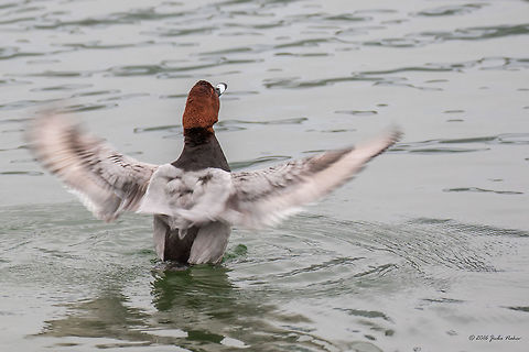 Common pochard duck - Aythya ferina Captured in Germany, Chiemsee, in a dull cloudy weather. Anatidae,Animal,Animalia,Anseriformes,Aves,Aythya ferina,Bird,Chiemsee,Chordata,Common Pochard,Common pochard duck,Europe,Fall,Geotagged,Germany,Nature,Wildlife