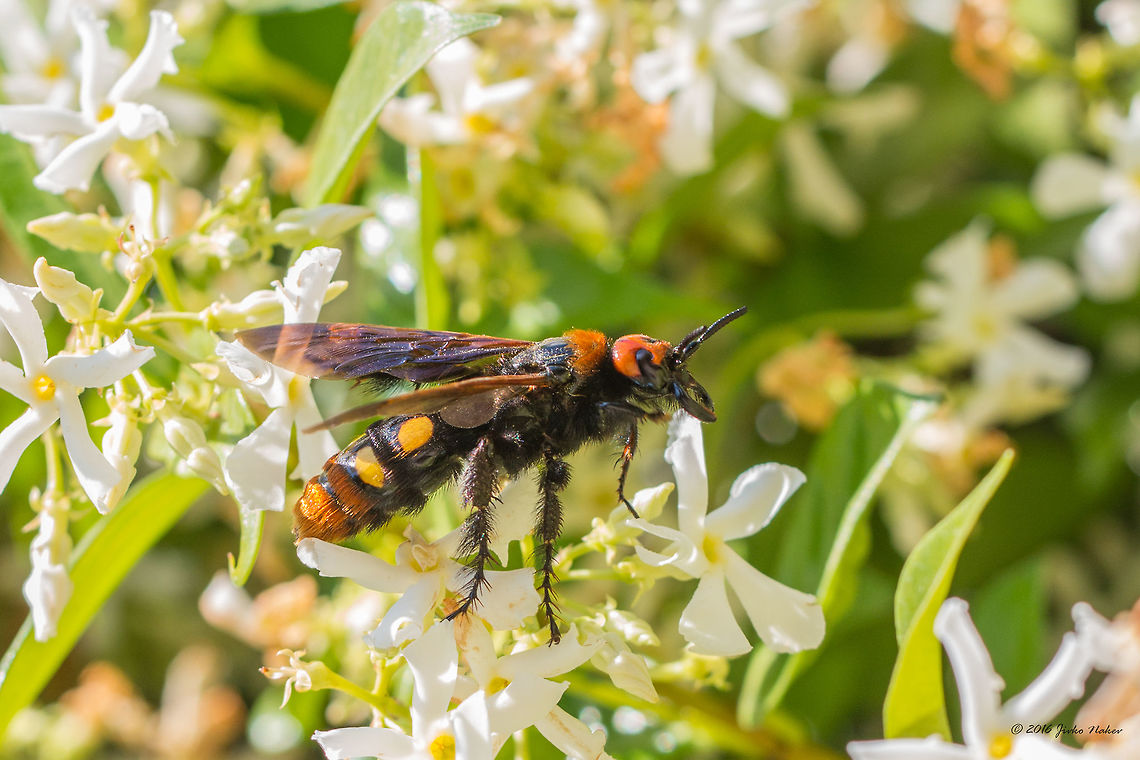 Mammoth wasp - Megascolia maculata maculata Mammoth wasp - Megascolia maculata. Amazing insect, the biggest Euroapean wasp. Thasos island, Greece. Animal,Animalia,Arthropoda,Europe,Geotagged,Greece,Hymenoptera,Insect,Insecta,Mammoth wasp,Megascolia maculata maculata,Nature,Scoliidae,Spring,Thasos Island,Vespoidea,Wildlife