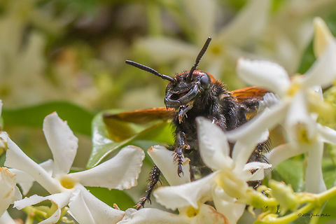 Mammoth wasp - Megascolia maculata maculata Mammoth wasp - Megascolia maculata. Amazing insect, the biggest Euroapean wasp. Thasos island, Greece. Animal,Animalia,Arthropoda,Europe,Geotagged,Greece,Hymenoptera,Insect,Insecta,Mammoth wasp,Megascolia maculata maculata,Nature,Scoliidae,Spring,Thasos Island,Vespoidea,Wildlife