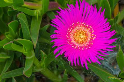 Sally-my-handsome succulent flower - Carpobrotus acinaciformis Thasos island, Greece Aizoaceae,Carpobrotus acinaciformis,Caryophyllales,Elands Sourfig,Elands sour fig,Elandssuurvy,Eudicot,Europe,Flowering Plant,Geotagged,Greece,Magnoliophyta,Nature,Plantae,Sally-my-handsome,Spring,Thasos Island,Wildlife,flower