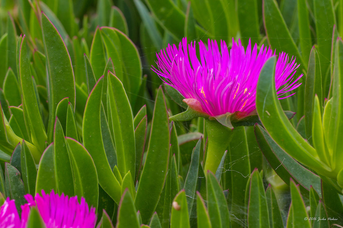 Sally-my-handsome succulent flower - Carpobrotus acinaciformis Thasos island, Greece Aizoaceae,Carpobrotus acinaciformis,Caryophyllales,Elands Sourfig,Elands sour fig,Elandssuurvy,Eudicot,Europe,Flowering Plant,Geotagged,Greece,Magnoliophyta,Nature,Plantae,Sally-my-handsome,Spring,Thasos Island,Wildlife,flower