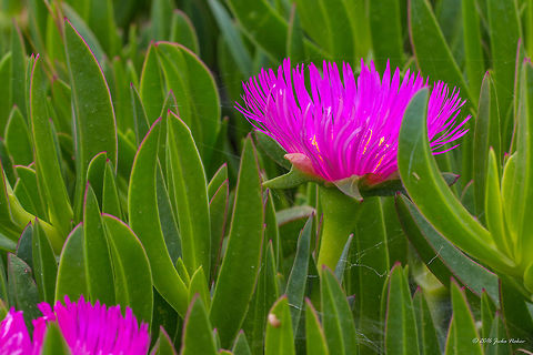 Sally-my-handsome succulent flower - Carpobrotus acinaciformis Thasos island, Greece Aizoaceae,Carpobrotus acinaciformis,Caryophyllales,Elands Sourfig,Elands sour fig,Elandssuurvy,Eudicot,Europe,Flowering Plant,Geotagged,Greece,Magnoliophyta,Nature,Plantae,Sally-my-handsome,Spring,Thasos Island,Wildlife,flower