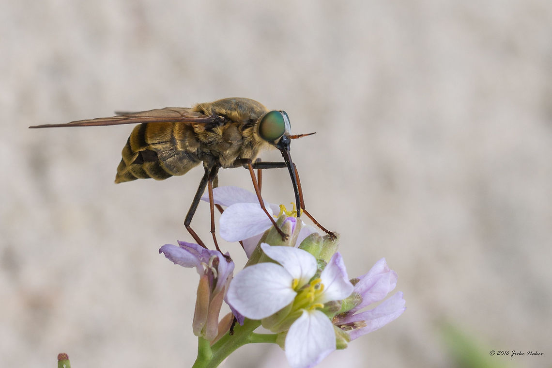 Horse fly - Pangonius pyritosus Spotted on Thasos island, Greece. Animal,Animalia,Arthropoda,Diptera,Europe,Geotagged,Greece,Horse fly,Insect,Insecta,Nature,Pangonius pyritosus,Spring,Tabanidae,Thasos Island,Wildlife