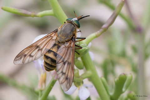 Horse fly - Pangonius pyritosus Spotted on Thasos island, Greece. Animal,Animalia,Arthropoda,Diptera,Europe,Geotagged,Greece,Horse fly,Insect,Insecta,Nature,Pangonius pyritosus,Spring,Tabanidae,Thasos Island,Wildlife
