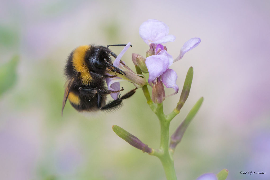 Buff-tailed bumblebee - Bombus terrestris Spotted on Thasos island, Greece. Animal,Animalia,Apidae,Apoidea,Arthropoda,Bombus terrestris,Buff-tailed bumblebee,Europe,Geotagged,Greece,Hymenoptera,Insect,Insecta,Large earth bumblebee,Nature,Spring,Thasos Island,Wildlife