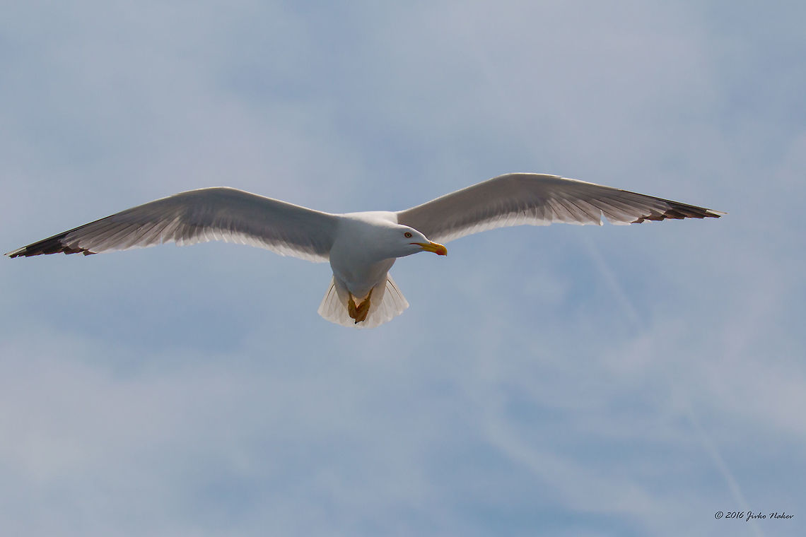 Yellow-legged gull - Larus michahellis Captured from the ferry from Keramoti to Thasos island, Greece Animal,Animalia,Aves,Bird,Charadriiformes,Chordata,Europe,Geotagged,Greece,Laridae,Larus michahellis,Larus michanellis,Nature,Spring,Thasos Island,Wildlife,Yellow-legged gull