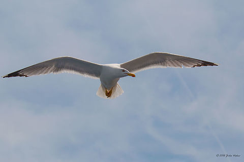 Yellow-legged gull - Larus michahellis Captured from the ferry from Keramoti to Thasos island, Greece Animal,Animalia,Aves,Bird,Charadriiformes,Chordata,Europe,Geotagged,Greece,Laridae,Larus michahellis,Larus michanellis,Nature,Spring,Thasos Island,Wildlife,Yellow-legged gull