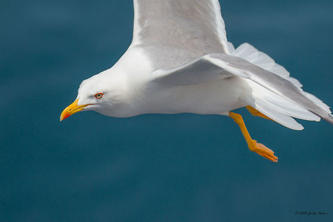 Yellow-legged gull - Larus michahellis Captured from the ferry from Keramoti to Thasos island, Greece Animal,Animalia,Aves,Bird,Charadriiformes,Chordata,Europe,Geotagged,Greece,Laridae,Larus michahellis,Larus michanellis,Nature,Spring,Thasos Island,Wildlife,Yellow-legged gull