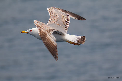 Yellow-legged gull - Larus michahellis juv. Captured from the ferry from Keramoti to Thasos island, Greece Animal,Animalia,Aves,Bird,Charadriiformes,Chordata,Europe,Geotagged,Greece,Laridae,Larus michahellis,Larus michanellis,Nature,Spring,Thasos Island,Wildlife,Yellow-legged gull