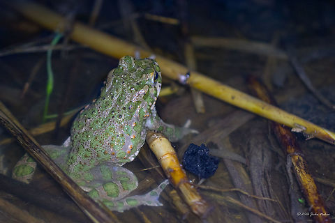 Euroepean green toad - Pseudepidalea viridis Photo taken at night at the light of headlamp. Amphibia,Animal,Animalia,Anura,Aves,Bufo viridis,Bufonidae,Chordata,Danube delta biosphere reserve,European Green Toad,European green toad,Geotagged,Nature,Pseudepidalea viridis,Romania,Spring,Wildlife