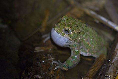 Euroepean green toad uttering mating calls - Pseudepidalea viridis Photo taken at night at the light of headlamp. Amphibia,Animal,Animalia,Anura,Aves,Bufo viridis,Bufonidae,Bufotes viridis,Chordata,Danube delta biosphere reserve,European Green Toad,European green toad,Geotagged,Nature,Pseudepidalea viridis,Romania,Spring,Wildlife