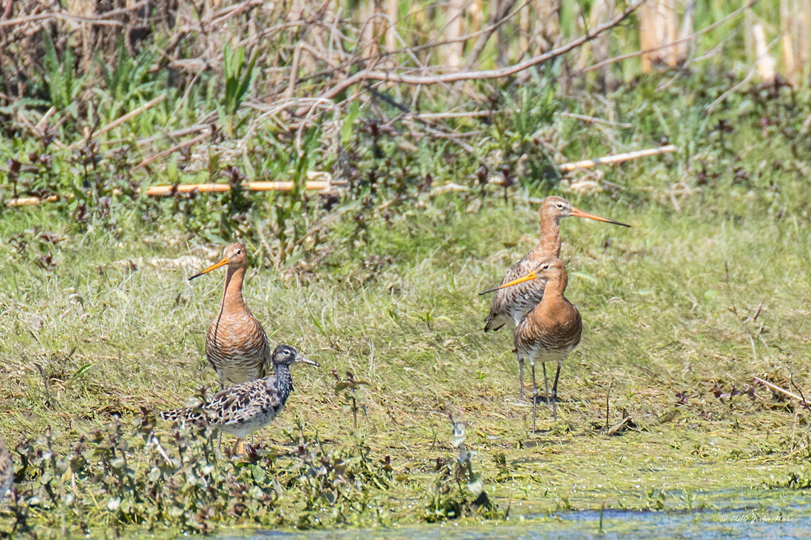 Black-tailed Godwit - Limosa limosa Captured from moving motor boat Animal,Animalia,Aves,Bird,Black-tailed Godwit,Charadriiformes,Chordata,Danube delta biosphere reserve,Europe,Geotagged,Limosa limosa,Nature,Romania,Scolopacidae,Shorebird,Spring,Wader,Wildlife