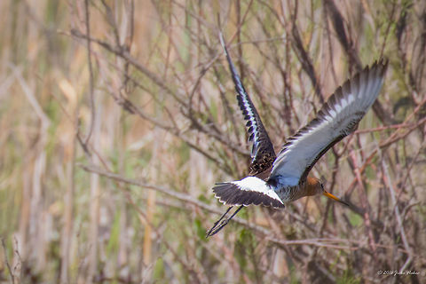 Black-tailed Godwit - Limosa limosa Captured from moving motor boat Animal,Animalia,Aves,Bird,Black-tailed Godwit,Charadriiformes,Chordata,Danube delta biosphere reserve,Europe,Geotagged,Limosa limosa,Nature,Romania,Scolopacidae,Shorebird,Spring,Wader,Wildlife