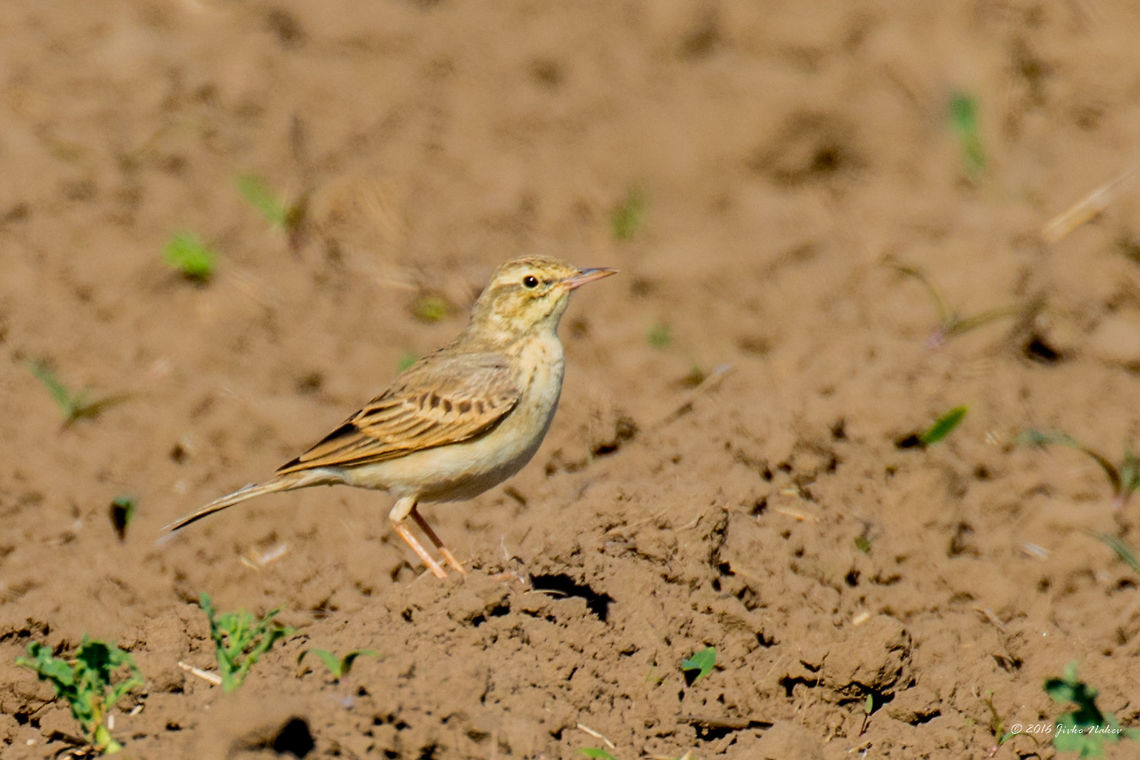 Tawny Pipit - Anthus campestris Captured from big distance - huge crop Animal,Animalia,Anthus campestris,Aves,Bird,Chordata,Danube delta biosphere reserve,Europe,Geotagged,Motacillidae,Nature,Passeriformes,Passerine,Romania,Spring,Tawny pipit,Wildlife