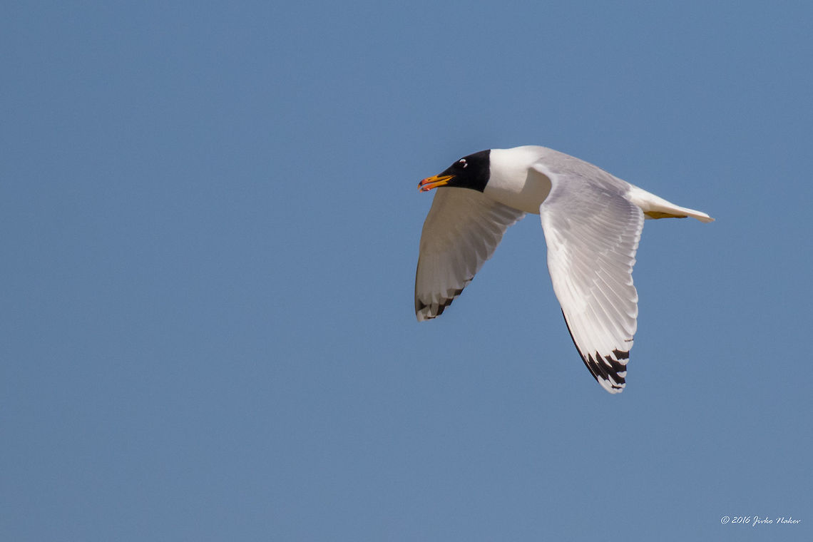 Great black-headed gull (Palas's gull) - Ichthyaetus ichthyaetus  Animal,Animalia,Aves,Bird,Charadriiformes,Chordata,Danube delta biosphere reserve,Europe,Geotagged,Great black-headed gull,Ichthyaetus ichthyaetus,Laridae,Nature,Pallas's gull,Pallass gull,Romania,Spring,Wildlife