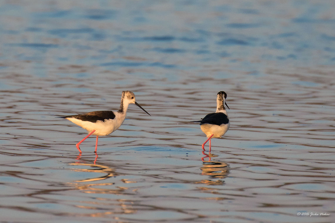 Black-winged stilt - Himantopus himantopus Captured in a dull rainy day in a small salt lake - Lacul Saraturii - near Murighiol, Tulcea region, Danube delta. Place of hundreds of nesting birds - gulls, shelducks, stilts, swans, sandpapers. Animal,Animalia,Aves,Bird,Black-winged Stilt,Black-winged stilt,Charadriiformes,Chordata,Danube delta biosphere reserve,Europe,Geotagged,Himantopus himantopus,Nature,Recurvirostridae,Romania,Spring,Wildlife