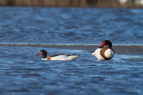 Common shelduck - Tadorna tadorna Captured in a dull rainy day in a small salt lake - Lacul Saraturii - near Murighiol, Tulcea region, Danube delta. Place of hundreds of nesting birds - gulls, shelducks, stilts, swans, sandpapers. Used 100-400 mm lens with x1.4 teleconvertor at maximum focal length. Anatidae,Animal,Animalia,Anseriformes,Aves,Bird,Chordata,Common Shelduck,Common shelduck,Danube delta biosphere reserve,Europe,Geotagged,Nature,Romania,Spring,Tadorna tadorna,Wildlife