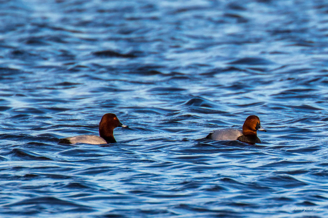 Common pochard duck - Aythya ferina A small salt lake Lacul Saraturii, just outside Murighiol village, Danube Delta, is real paradise for nesting birds. Anatidae,Animal,Animalia,Anseriformes,Aves,Aythya ferina,Bird,Chordata,Common Pochard,Common pochard duck,Danube delta biosphere reserve,Europe,Geotagged,Nature,Romania,Spring,Wildlife