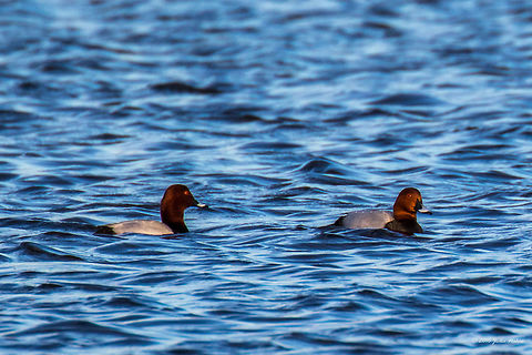 Common pochard duck - Aythya ferina A small salt lake Lacul Saraturii, just outside Murighiol village, Danube Delta, is real paradise for nesting birds. Anatidae,Animal,Animalia,Anseriformes,Aves,Aythya ferina,Bird,Chordata,Common Pochard,Common pochard duck,Danube delta biosphere reserve,Europe,Geotagged,Nature,Romania,Spring,Wildlife