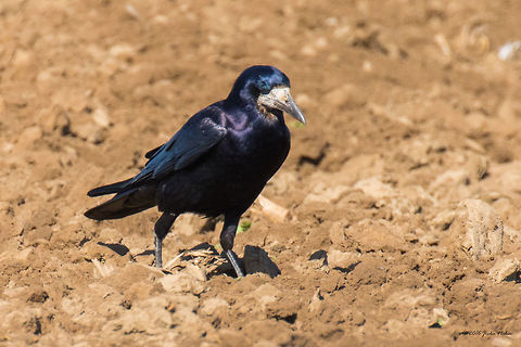 Rook - Corvus frugilegus Rook browsing into freshly plowed field for food Animal,Animalia,Aves,Bird,Chordata,Corvidae,Corvus frugilegus,Danube delta biosphere reserve,Europe,Geotagged,Nature,Passeriformes,Passerine,Romania,Rook,Spring,Wildlife